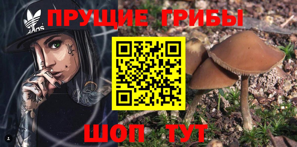 Галлюциногенные грибы Psilocybine cubensis Чапаевск